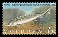 A. gueldenstaedtii op postzegel uit Moldavië