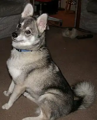 Alaskan klee kai