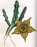 Stapelia variegata
