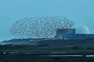 Zwerm spreeuwen bij de kerncentrale van Sizewell