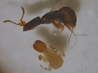 Pleistodontes imperialis