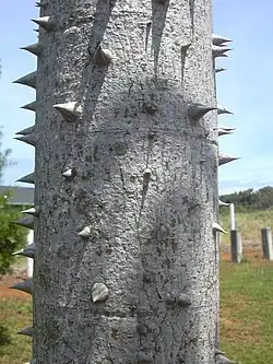 Kapokboom (Ceiba pentandra)