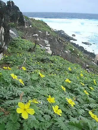 Tribulus cistoides