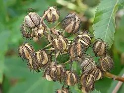 Splitvruchten van de wonderboom met drie deelvruchten en een carpofoor