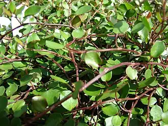 Muehlenbeckia complexa