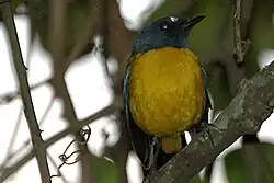 Sterrenpaapje(Pogonocichla stellata)