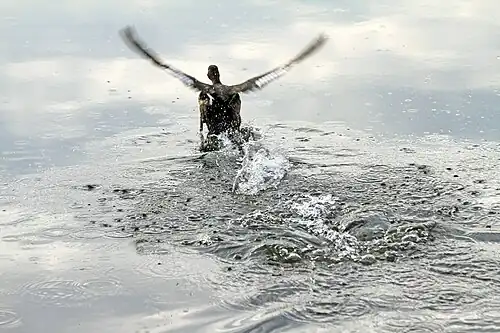 Kuifeend(Aythya fuligula)