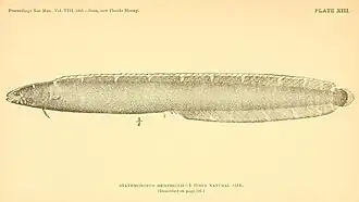 Stathmonotus hemphillii