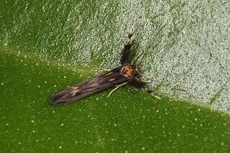 Stathmopoda coracodes