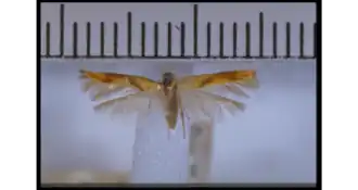 Stathmopoda distincta