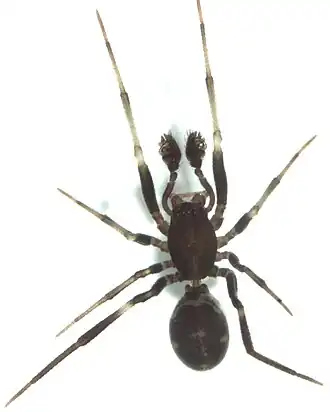 Steatoda lepida