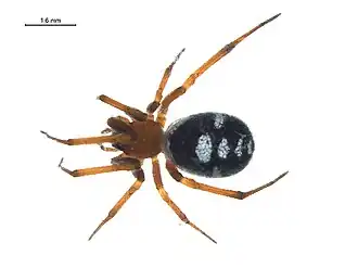 Steatoda washona