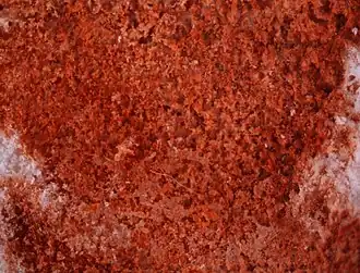 Steginoporella buskii