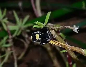 Stegodyphus tibialis