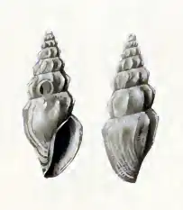 Stellatoma rufostrigata