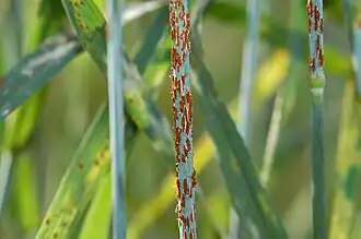 Zwarte roest op een stengel van gewone tarwe