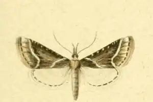 Stemmatophora