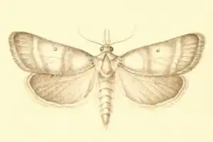 Stemmatophora vulpecalis