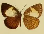 Epitola cercenoides