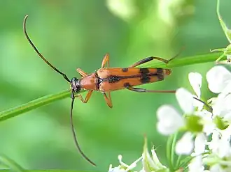 Stenurella septempunctata