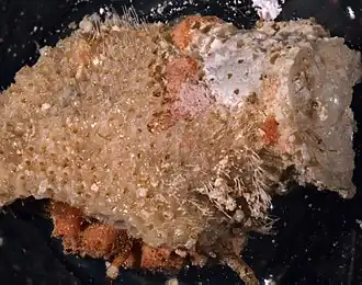 Stephanollona contracta