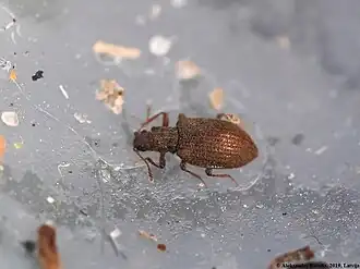 Stephostethus angusticollis