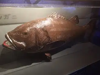 Stereolepis doederleini