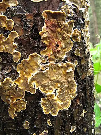 Gerimpelde korstzwam