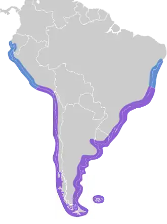 Zuid-Amerikaanse visdief