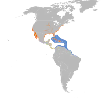 Amerikaanse dwergstern