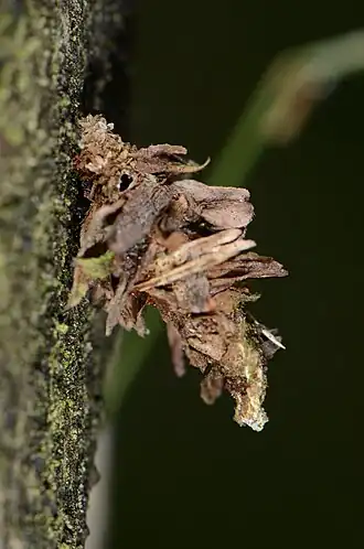 Grijze heidezakdrager