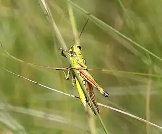 Stethophyma lineatum