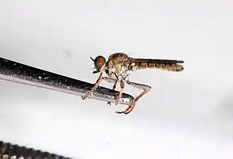 Elegante zandroofvlieg