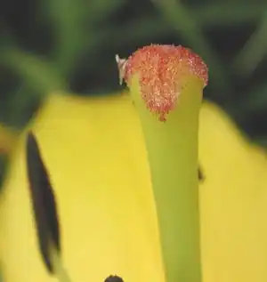 Stuifmeelkorrels op stempel van lelie