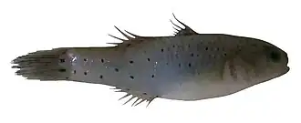 Stigmatogobius pleurostigma