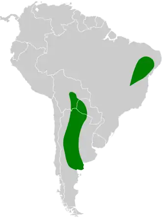 Grote kwikstaarttiran