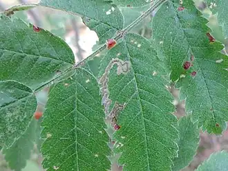 Gewone lijsterbesmineermot