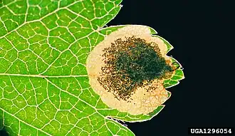 Stigmella paradoxa