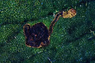 Stigmella viscerella
