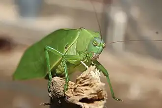 Stilpnochlora azteca