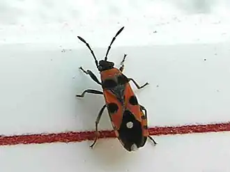 Kleine praalridderwants (Horvathiolus superbus)