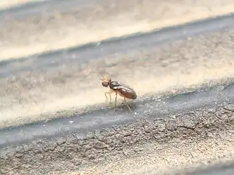 Stiphrosoma sabulosum