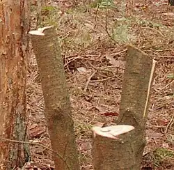 Stobben van een Amerikaanse vogelkers