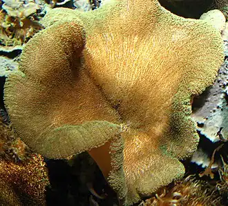 Stichodactyla helianthus