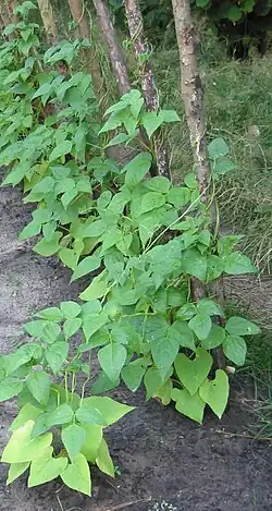 linkswindende stoksperzieboon