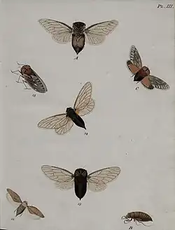 Natuurlyke [...] afbeeldingen en beschryvingen der cicaden etc. plaat III