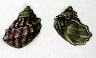 Stomatella duplicata