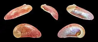 Stomatella impertusa