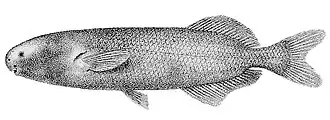 Stomatorhinus microps