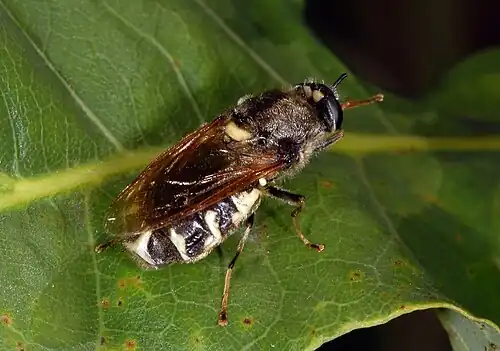 Gewone langsprietwapenvliegStratiomys singularior